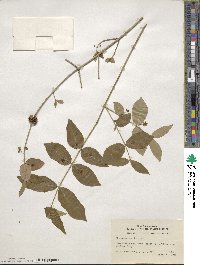 Euonymus americanus image