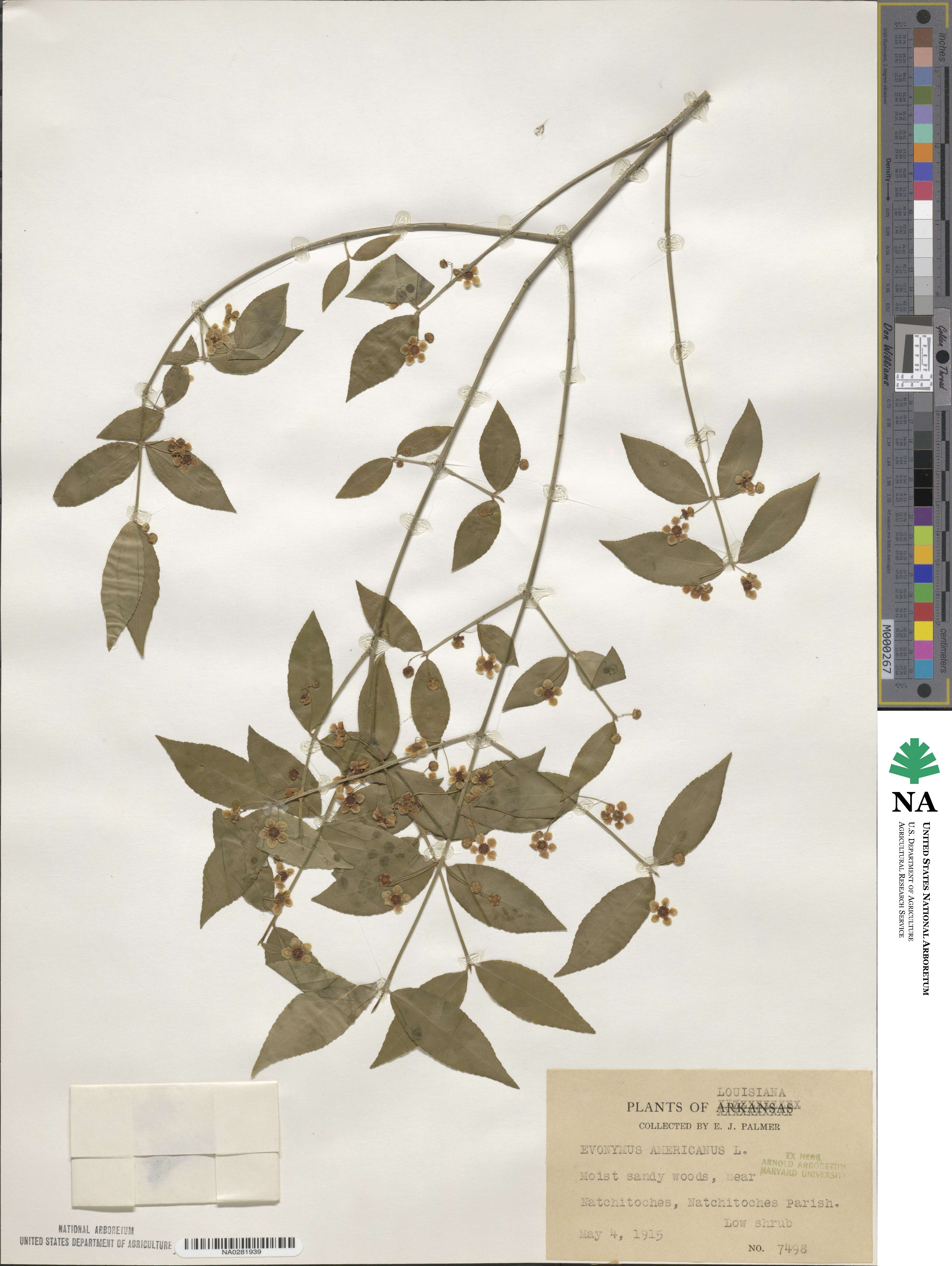 Euonymus americanus image