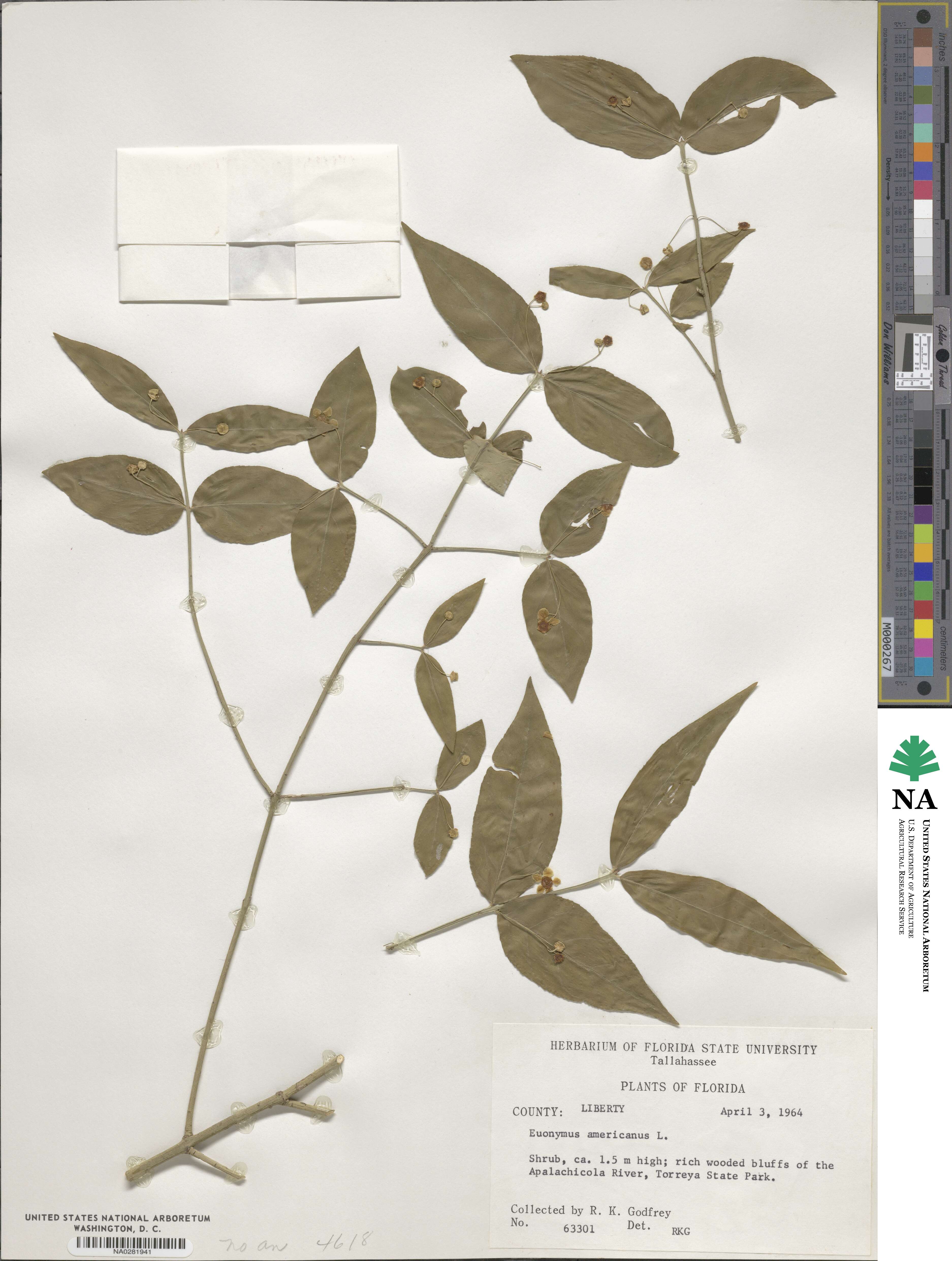 Euonymus americanus image