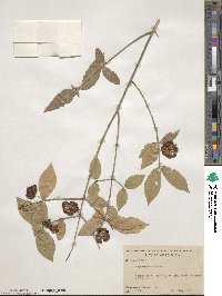 Euonymus americanus image