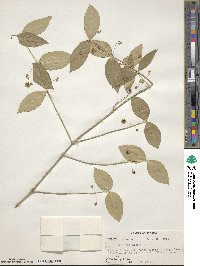 Euonymus americanus image