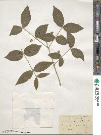 Euonymus americanus image