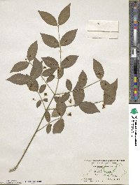 Euonymus americanus image