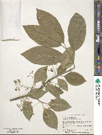 Euonymus atropurpureus image