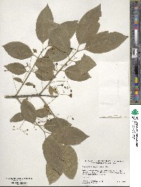 Euonymus atropurpureus image