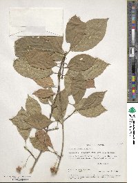 Euonymus atropurpureus image