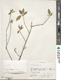 Euonymus atropurpureus image