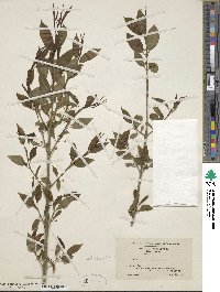 Euonymus atropurpureus image