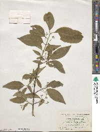 Euonymus atropurpureus image