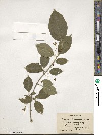 Euonymus atropurpureus image