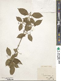 Euonymus atropurpureus image