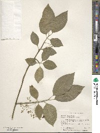 Euonymus atropurpureus image