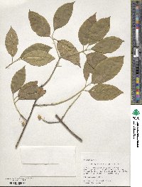 Euonymus atropurpureus image