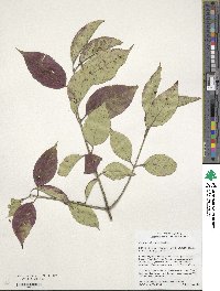 Euonymus atropurpureus image