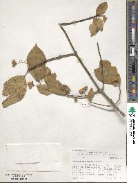 Euonymus atropurpureus image