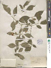 Euonymus atropurpureus image