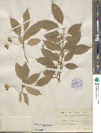 Euonymus atropurpureus image