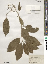 Euonymus atropurpureus image