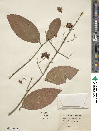 Euonymus atropurpureus image