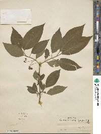 Euonymus atropurpureus image