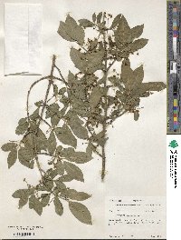 Euonymus europaeus image