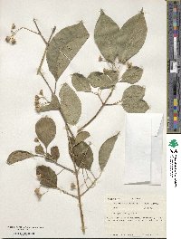 Euonymus europaeus image