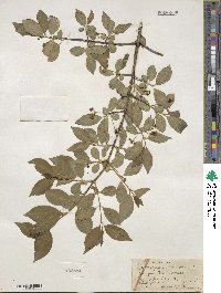 Euonymus europaeus image