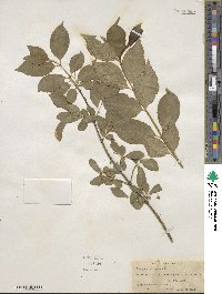 Euonymus europaeus image