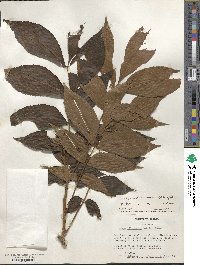 Carya illinoinensis image