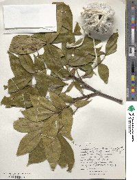 Carya alba image