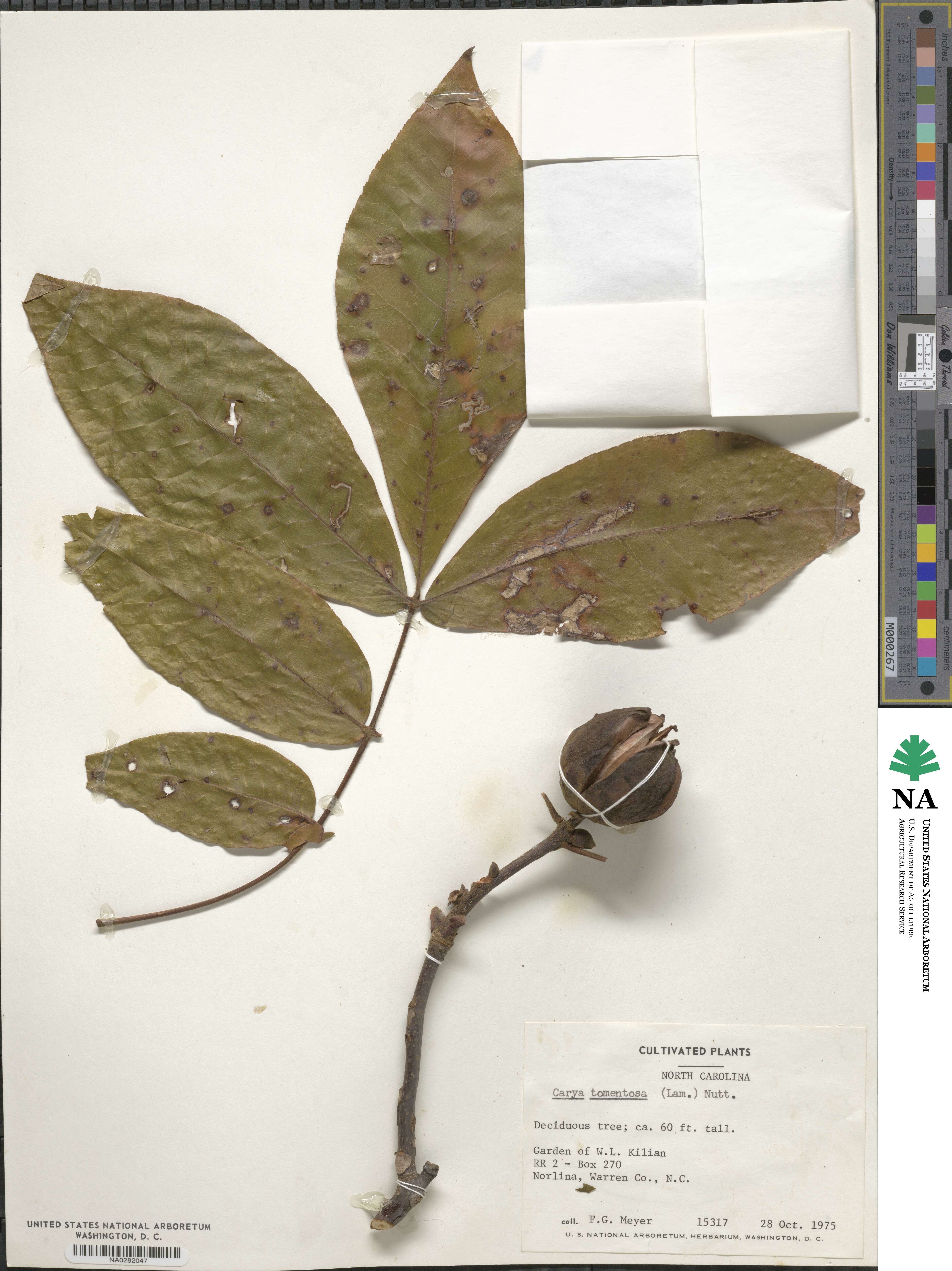 Carya alba image
