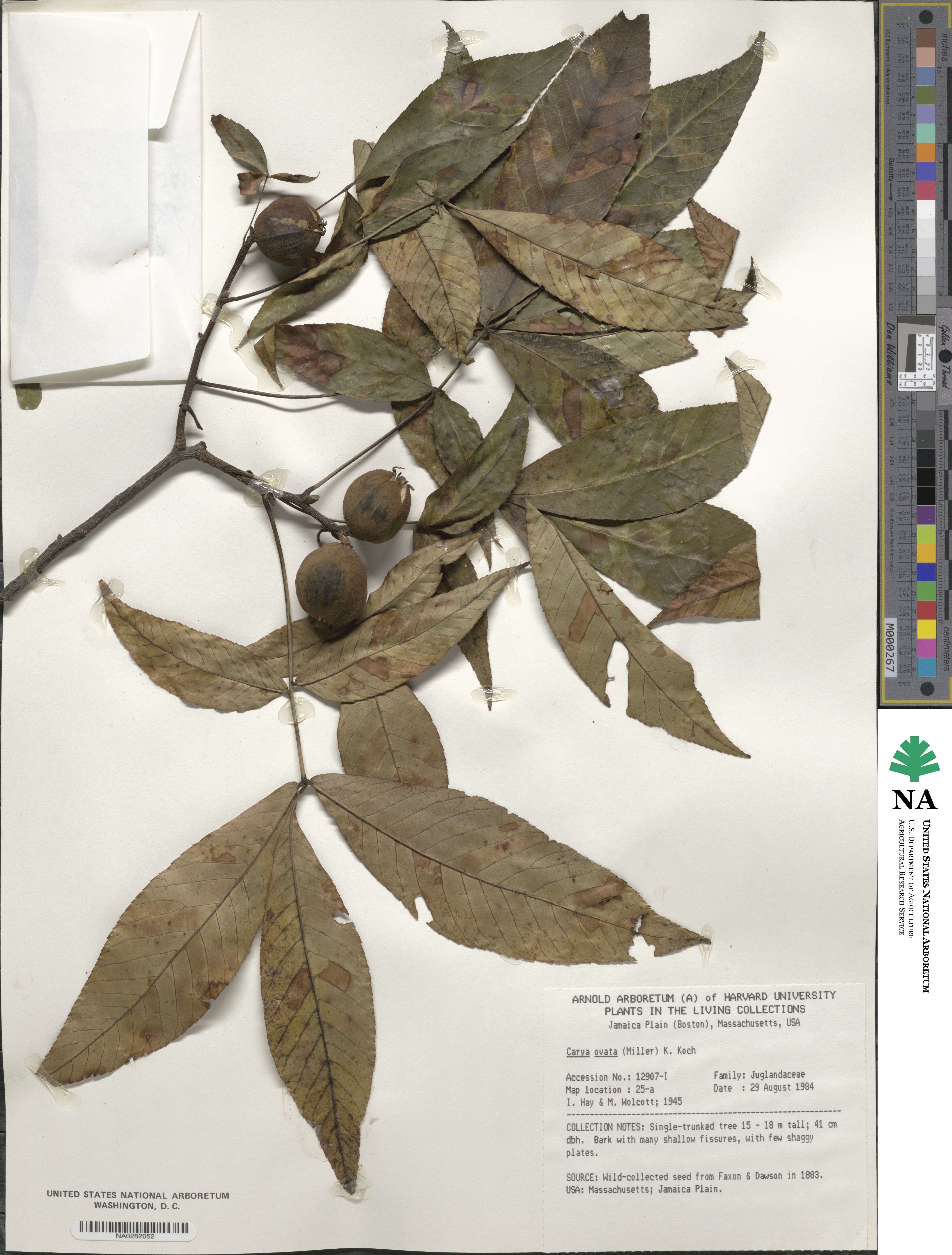 Carya ovata image