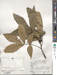 Carya ovata image