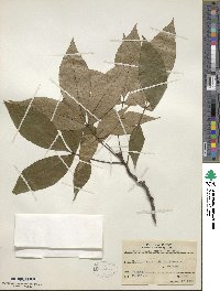 Carya ovata image