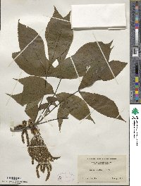 Carya ovata image