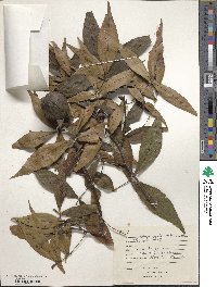 Carya ovata image