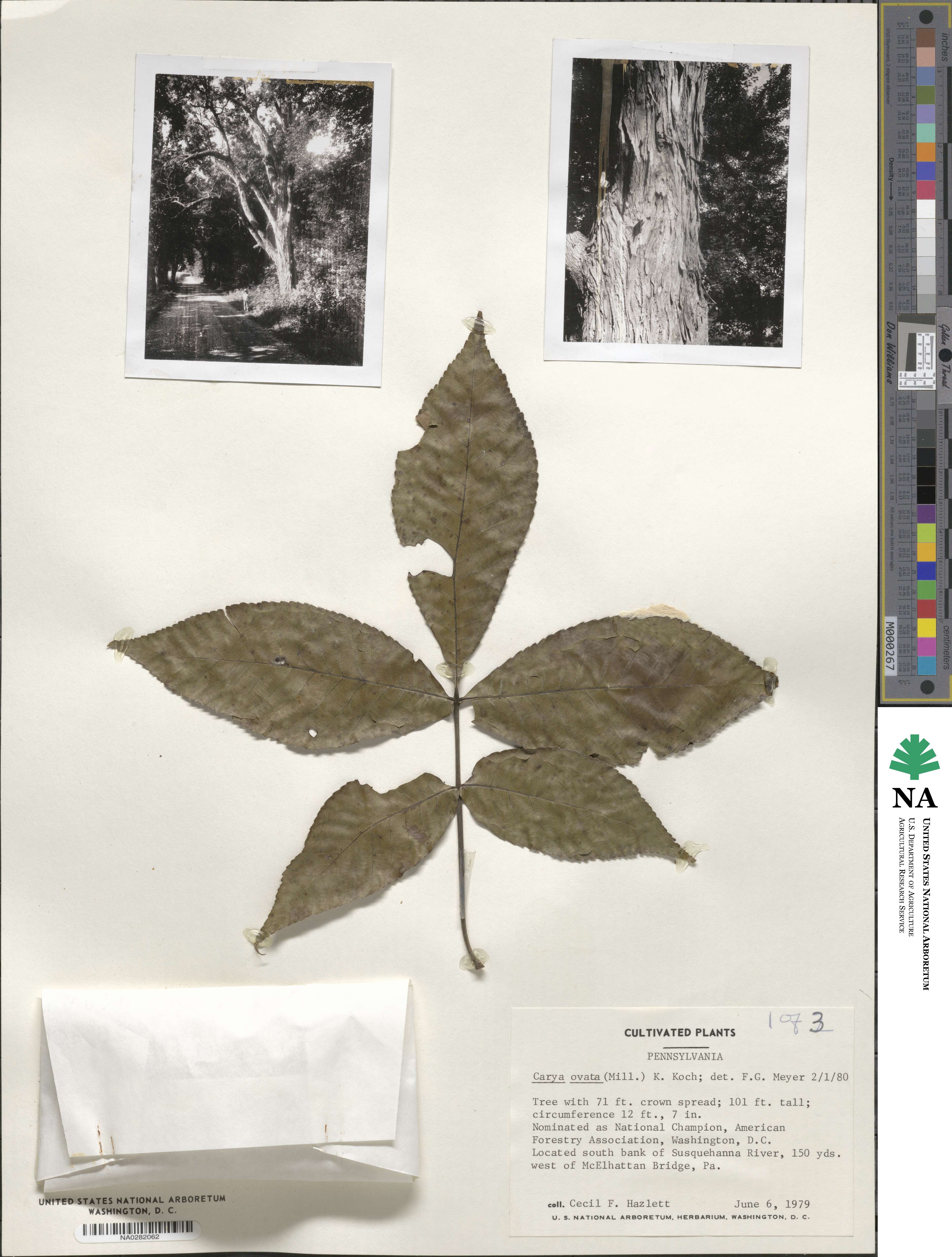 Carya ovata image
