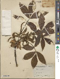 Carya ovata image