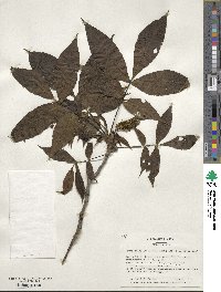 Carya ovata image