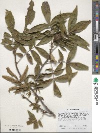 Carya pallida image