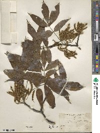 Carya ovata image