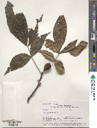 Carya ovata image