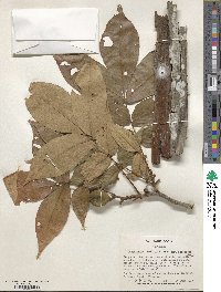 Carya ovata image