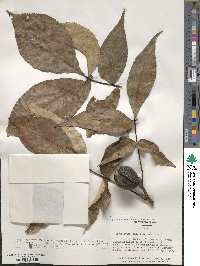 Carya ovata image