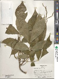 Carya ovata image