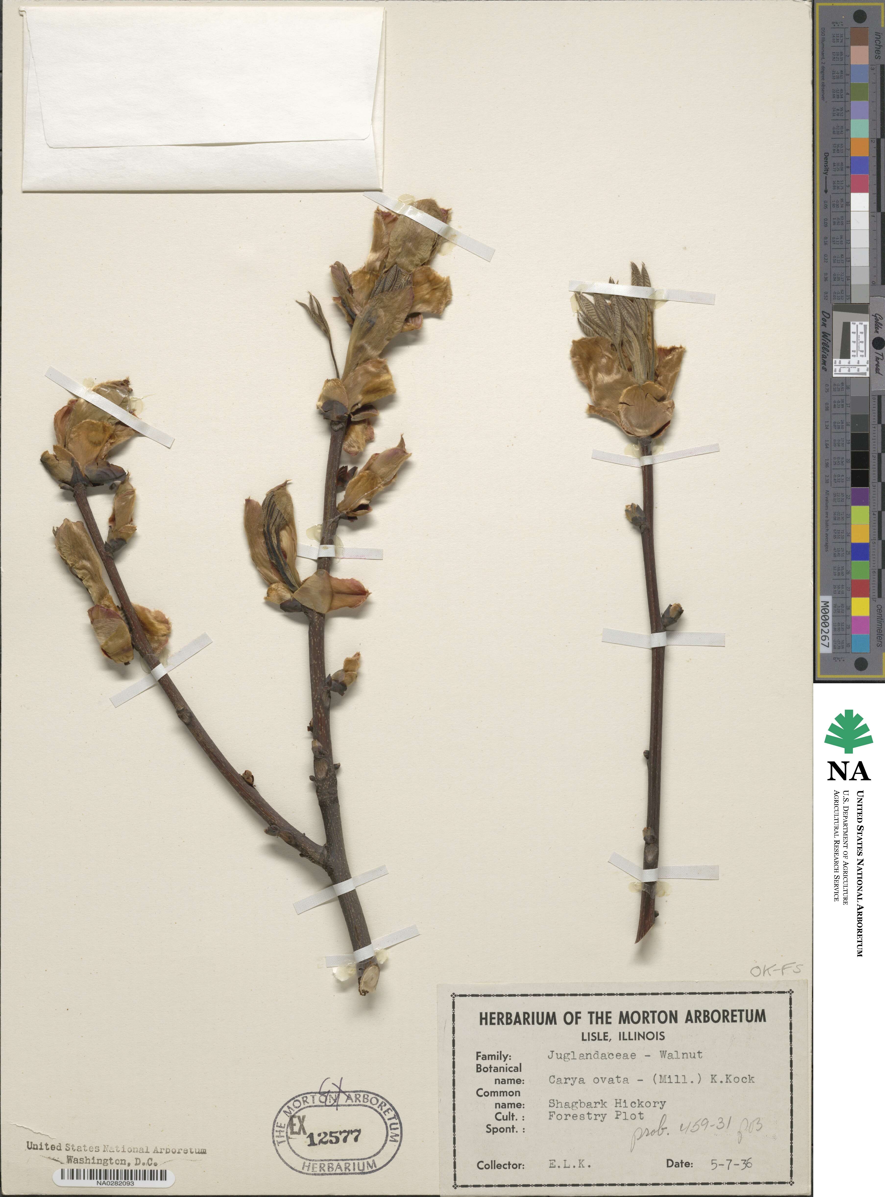 Carya ovata image
