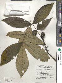 Carya ovata image