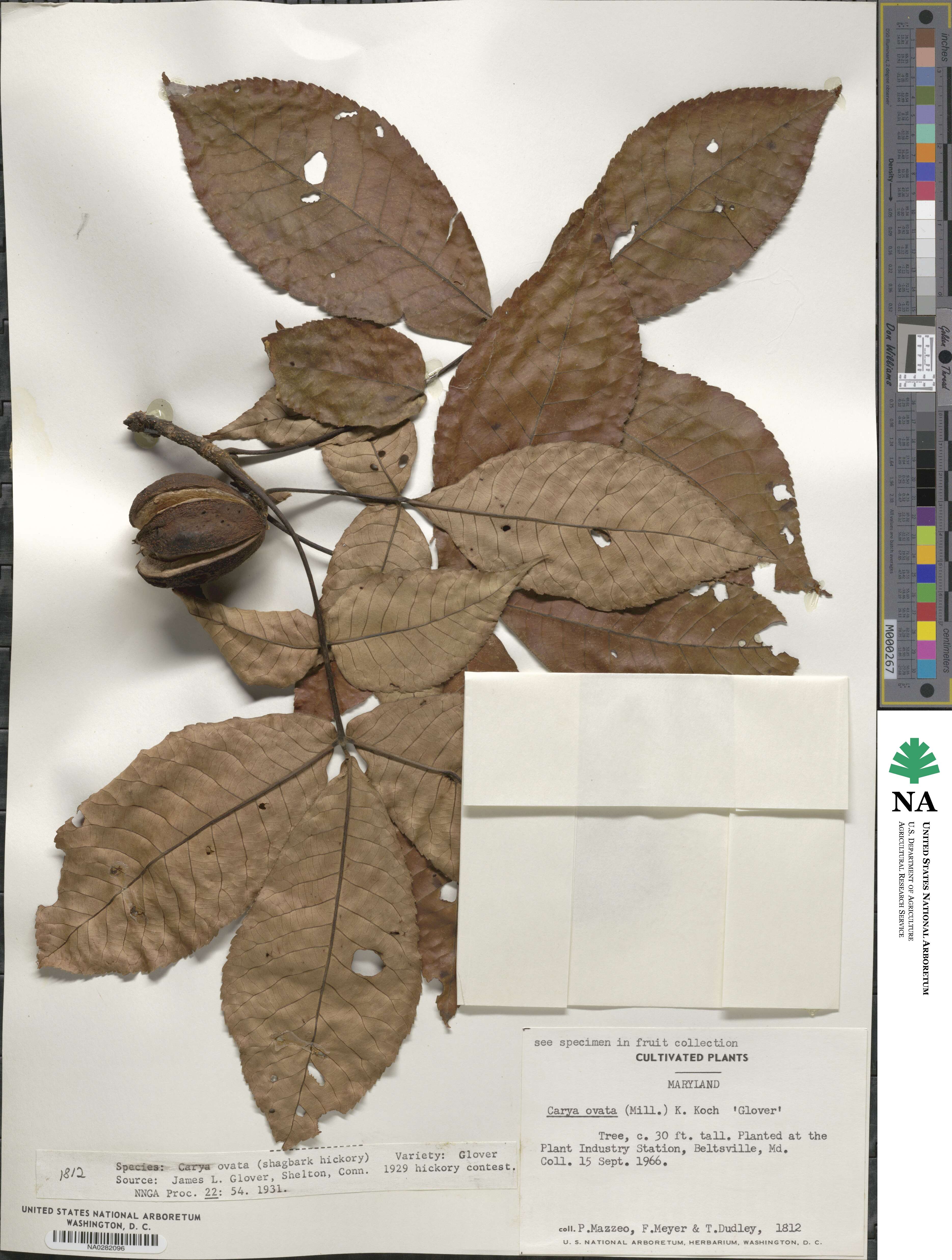 Carya ovata 'Glover' image