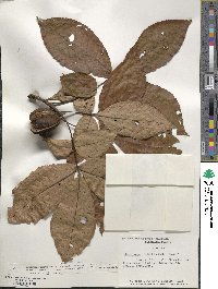 Carya ovata image