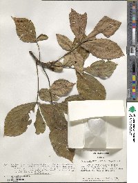 Carya ovata image